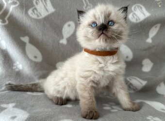 Ragdoll kocúrikovia - 4