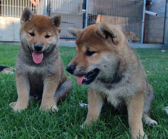 Shiba inu psýky s PP - 4