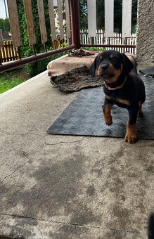 Predám šteniatka Rotweiller x Kopov - 4