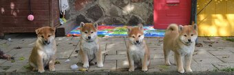 Shiba inu  s PP  /FCI / - 4