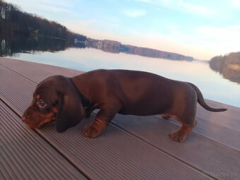 Trpasličí hladkosrstý jazvečík - 4