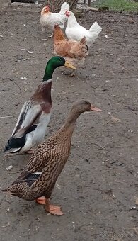 Predám sliepky, kohúta, kačicu,husy .. - 4