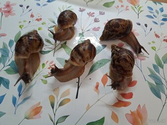 Lissachatina reticulata klasik - 4