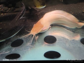 L165 albino Gibbiceps Pleco+mix - 4