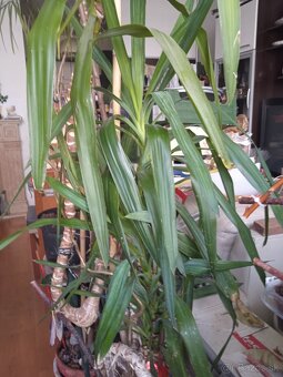 izbova rastlina, dracena vysoka 2.60 m - 4