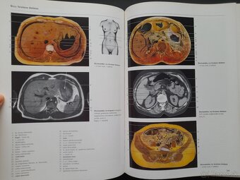 Anatómia človeka - 4