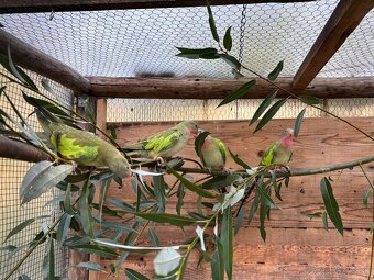 Alexandrin / princ - 4