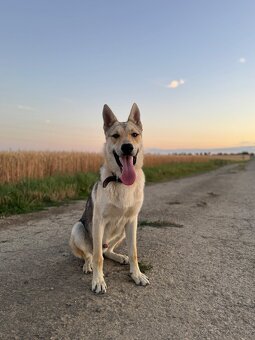 Československý vlčiak - 4