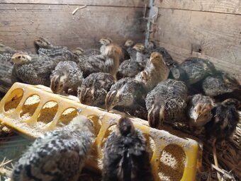 Japonské prepelice - 4