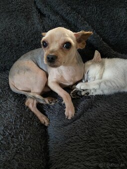 darujem yorkšírskeho teriéra - 4