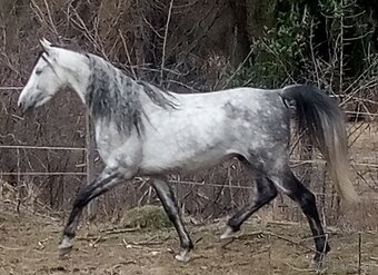 Pripúšťanie Shagya arab - 4