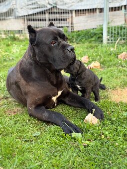 Predam steniatka cane corso - 4