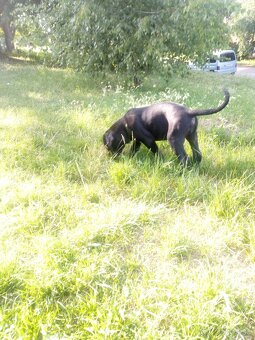 Cane corso - 4