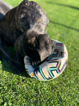 Cane Corso - psík - 4