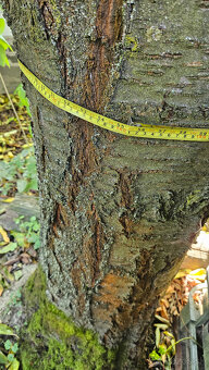 Ponúkam orechové a čerešňové drevo - 4