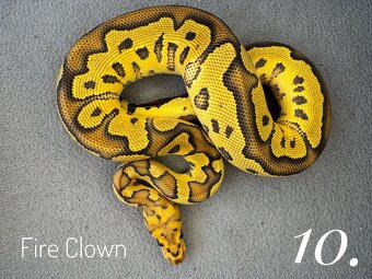 Predam nádherne Clown mladata P.Regius 2024 - 4