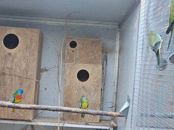 Neoféma modrohlavá prírodná - 4