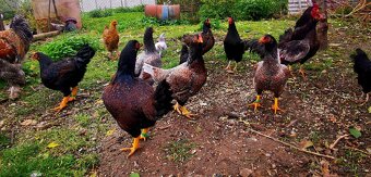 Indická bojovníčka veľká - 4