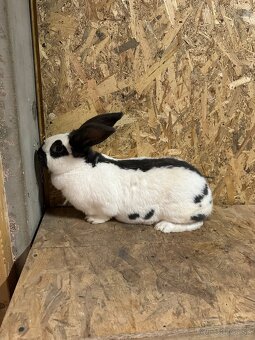 Nemecky obrovitý strakoš - 4