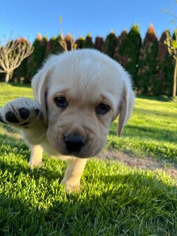 Labrador retriever šteniatka s PP - 4