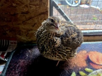 Násadové vajíčka Japonskej prepelice Faraón - 4