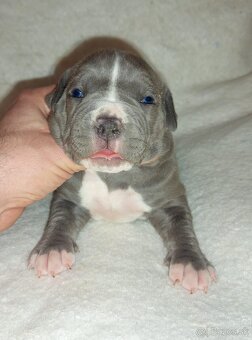 Americký stafordshirský teriér modrý - 4