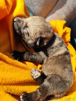 Československý vlčiak s PP - 4