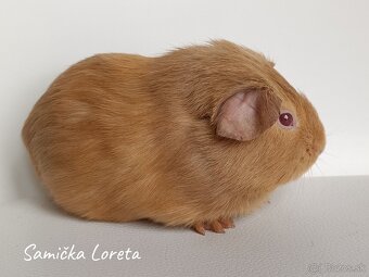 Cistokrvne morčatá - 4