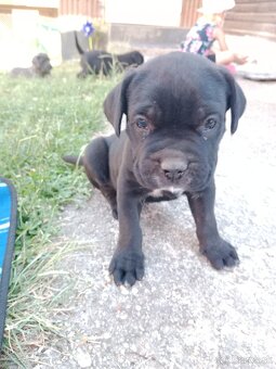 Cane Corso - 4