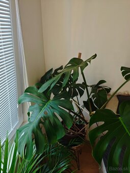 Monstera delicosa XXL - 4