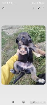 darujem šteniatko - 4