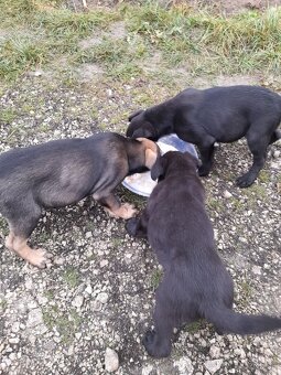 Darujeme šteniatka - 4