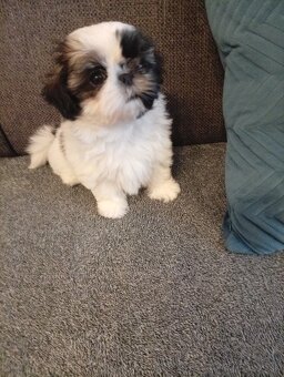 Shi-tzu - 4
