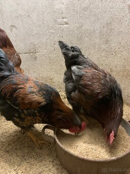 Predám mlade kohúty - 4