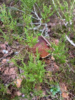 Kozaky dubaky a aj mix týchto dvoch druhov - 4