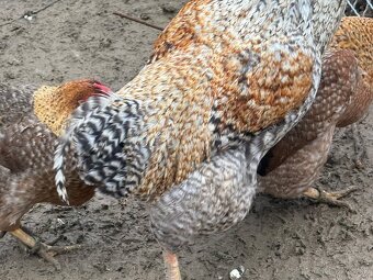 Predám nasadove vajíčka oravka rodobarva - 4