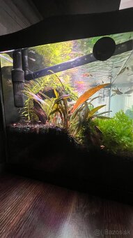 Zabehnuté akvárium 60x30x30 - 4