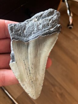 Fosília, skamenelina, Megalodon, zub, žralok - inzerát č.8 - 4