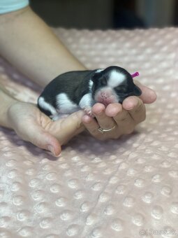 Shih-tzu S PP (Ši cu, shih tzu) - 4
