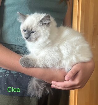 Predám mačiatka Ragdoll s PP voľná len Coco, Clea-predaná - 4