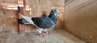 Predám poštové holuby - 4