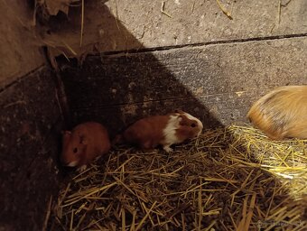 Morské prasiatko - 4