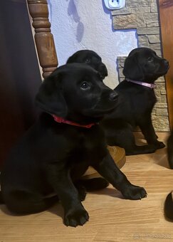 Šteniatka LABRADORA - 4