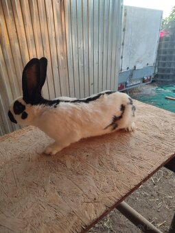 Nemecký obrovitý strakáč - 4