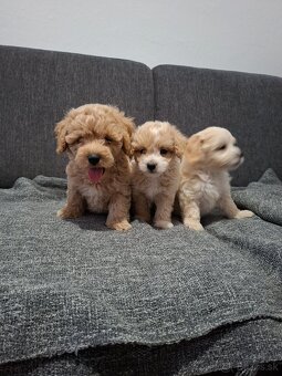Maltipoo - 4