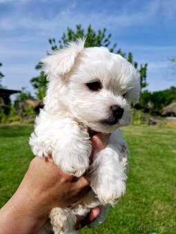 Bichon Havanese /Havanese / Havanskÿ Psík - 4