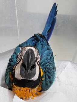 Predám samčeka Ara Ararauna - 4