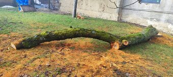 Predám zrezaný kmeň čerešne - 4