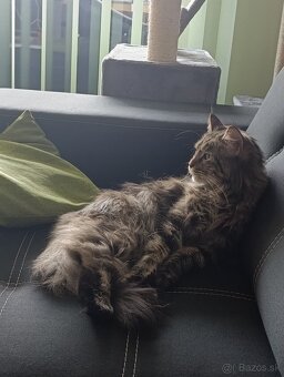 Mainská mývalia mačka bez PP - 4