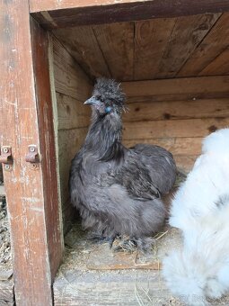 Hodvábničky USA - 4